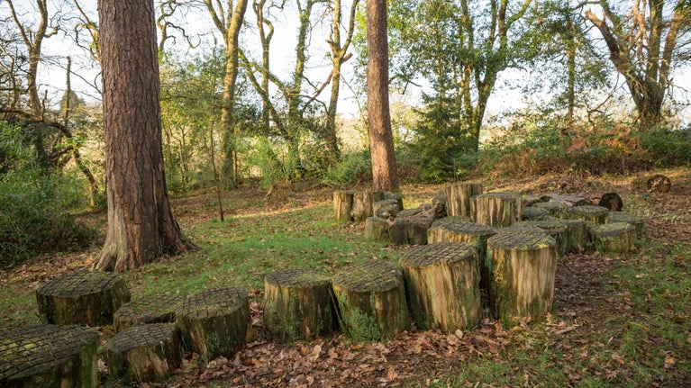 Woodland with a trail of tree stumps and autumn leaves on the ground